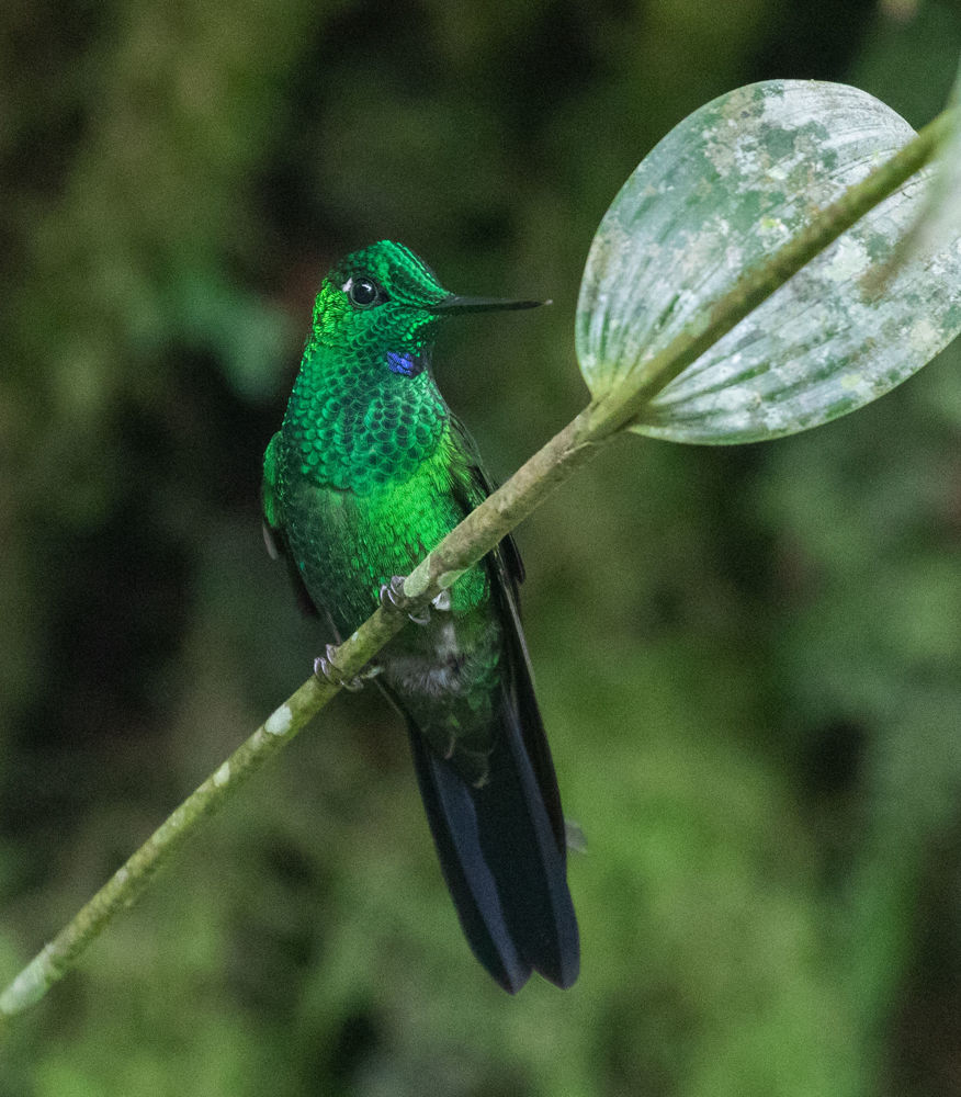 Green-crowned Brilliant